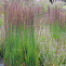 Молиния голубая Морхекс (Molinia caerulea Moorhexe) р9