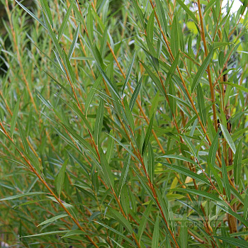 Ива белая Вителлина (Salix alba Vitellina) 80-120 см А
