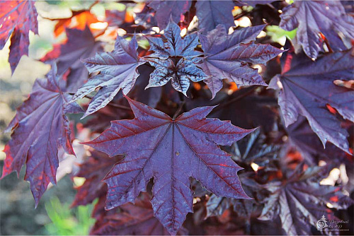 Клен остролистный Роял Ред (Аcer platanoides royalred) 