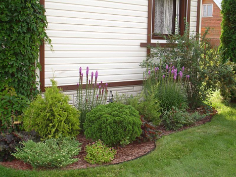 Лиатрис колосковый Кобольд (Liatris spicata Kobold)