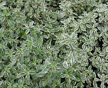 Тимьян лимоннопахнущий Silver Queen. (Thymus cit. 'Silver Queen') Р9 П
