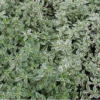 Тимьян лимоннопахнущий Silver Queen. (Thymus cit. 'Silver Queen') Р9 П