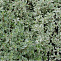Тимьян лимоннопахнущий Silver Queen. (Thymus cit. 'Silver Queen') Р9 П