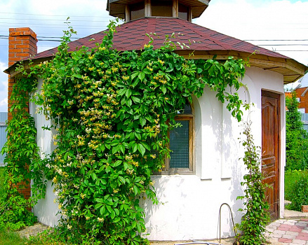 Жимолость Тельмана, лиана, С2 П