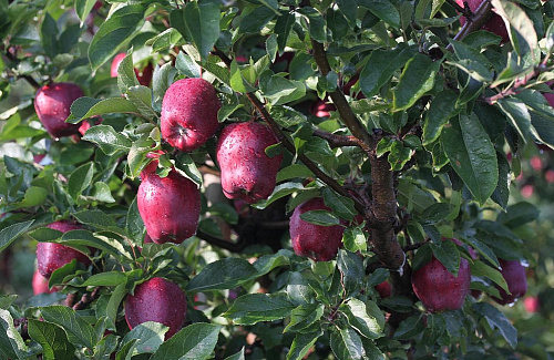 Яблоня Кандиль Орловский (зимний)