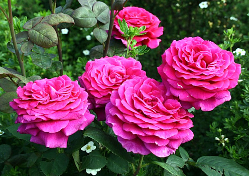 Роза ч/г Биг Перпл (BIG PURPLE)(саженец класса АА+) высший сорт