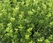 Самшит вечнозелёный (Buxus sempervirens) 25-30 см В
