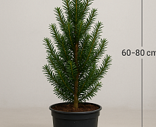 Тисс Средний Хикси (Taxus media Hicksii) C4/5 60-80 см