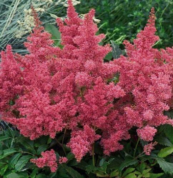 Астильба Арендса Астари Роуз (Astilbe arendsii Astary Rose) Р9