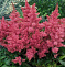 Астильба Арендса Астари Роуз (Astilbe arendsii Astary Rose) Р9