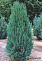 Можжевельник скальный Блю Арроу (Juniperus scop. Blue Arrow) ком сетка 150-175 П