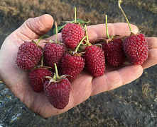 Малина Самохвал (рем)