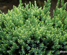 Можжевельник чешуйчатый Холгер (Juniperus squamata Holger) C5 20-25см А