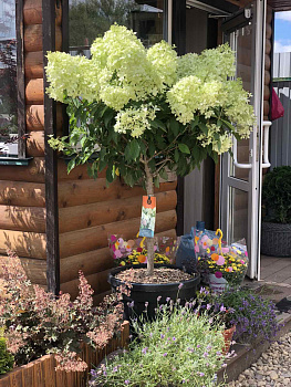 Гортензия метельчатая Фантом (Hydrangea paniculata Phantom) С50 штамб 180 см 