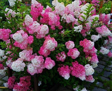 Гортензия метельчатая Фрайз Мельба (Hydrangea paniculata Fraise Melba), С5, 3-4 ветки