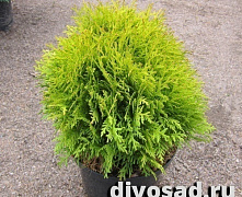 Туя западная Мириам (Thuja occ. Mirjam) С5 30-40см А