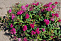 Спирея японская Дартс Ред (Spiraea japonica Dart's Red) 30-50см, С2-С3