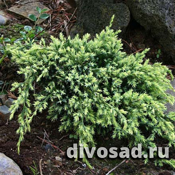 Можжевельник чешуйчатый Холгер (Juniperus squamata Holger) C3.5 25-30 А