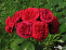 Роза флорибунда Красная шапочка (Rotkappchen)
