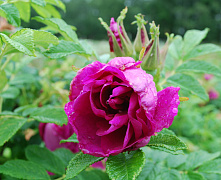 Шиповник/Роза ругоза Рубра (Rosa rugosa Rubra) 40-60 см 2/3 вет. А