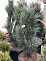 Сосна черная Грин Тауэр (Pinus nigra Green Tower) С18  80-100 см (Д)