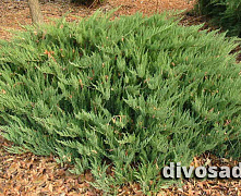 Можжевельник казацкий (Juniperus sabina) C3 25-30 см А