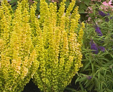 Барбарис тунберга Мария (Berberis thunbergii Maria) С2 30-40см 