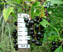 Черемуха поздняя 4-5 метров