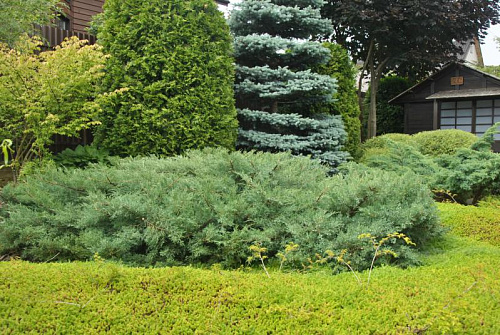 Можжевельник виргинский Грей Оул (Juniperus virg. Grey Owl) C3 25-30 см А