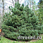 Сосна обыкновенная Ватерери (Pinus sylvestris Watereri) 100-120 