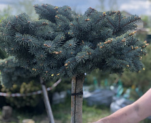 Ель колючая Белобок (Picea pungens Białobok) 100-120см ШТАМБ 100см ЭКСТРА