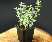 Бересклет Форчуна Эмералд Гайети (Euonymus fortunei Emerald Gaiety) Р9 П 