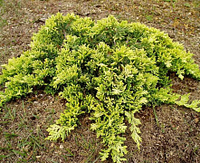 Можжевельник горизонтальный Голден Карпет (Juniperus horizontalis Golden Carpet) С3  30-40см