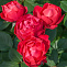 Роза флорибунда Черри Боника (Cherry Bonica)(саженец класса АА+) высший сорт
