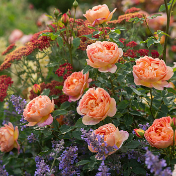 Роза Остина Леди оф Шалот (Lady of Shalott)С3