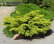 Можжевельник средний Пфитцериана Олд Голд (Juniperus pfitzeriana Old Gold) 15-20 см,Р9 