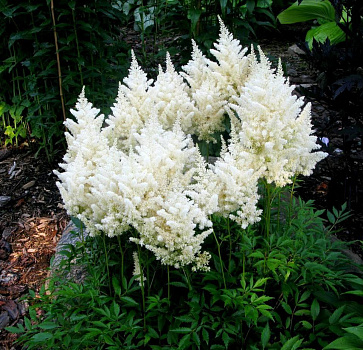 Астильба Арендса Астари Уайт (Astilbe arendsii Astary White) Р9