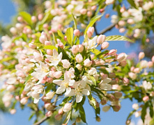 Яблоня торинго Брауэрс Бьюти (Malus toringo 'Brouwers Beauty) 