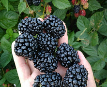 Ежевика Багира р9