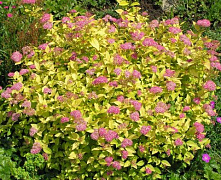 Спирея японская Голден Принцесс (Spiraea japonica Golden Princess) С2 