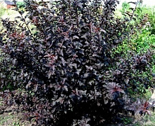 Пузыреплодник калинолистный Диабло (Physocarpus opulifolius Diabolo) С3 40-60 см П