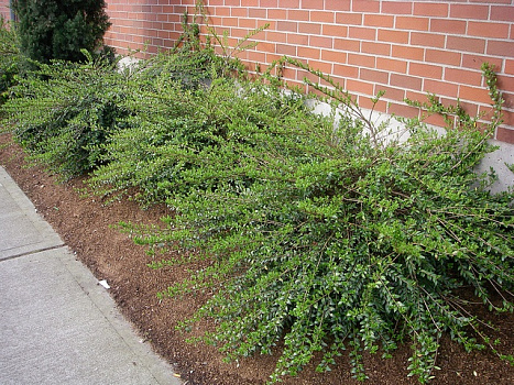 Жимолость блестящая Элегант (Lonicera nitida Elegant) 25-40 см  А