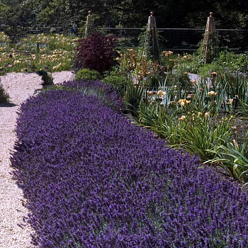Лаванда узколистная Хидкот (Lavandula angustifolia Hidcote Blue Strain) Р9 П