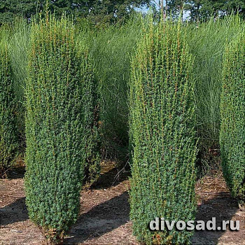 Можжевельник обыкновенный Хиберника (Juniperus communis Hibernica) С3 30-35 см А