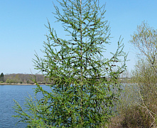 Лиственница европейская (Larix decidua) С6