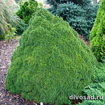 Ель канадская Лилипут (Picea gl. Lilliput) C2 20-25 см А