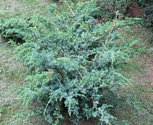 Можжевельник китайский Блю Альпс (Juniperus chin. Blue Alps) 20-25см