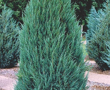 Можжевельник скальный Блю Арроу (Juniperus scopulorum Blue Arrow) С5