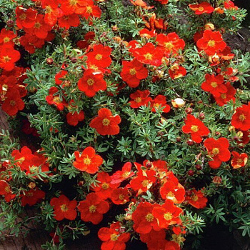 Лапчатка кустарниковая Мариан Ред Робин (Potentilla fruticosa Marian Red Robin) 30-50 Е