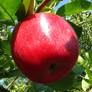 Яблоня Слава Победителям